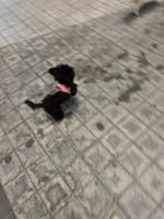 Toy Poodle