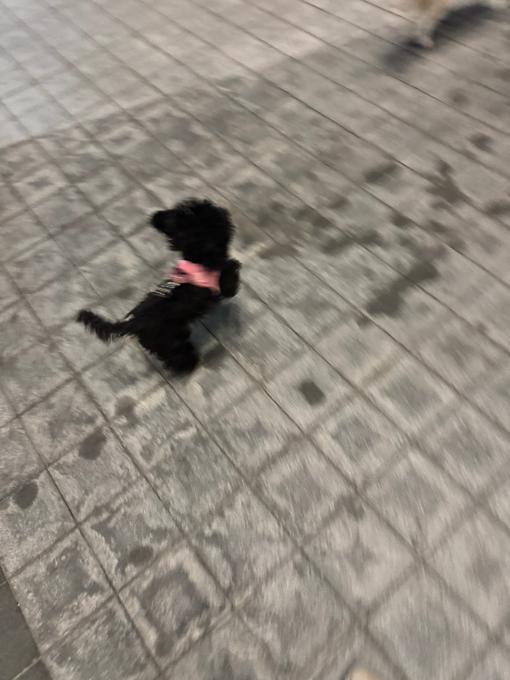 Toy Poodle