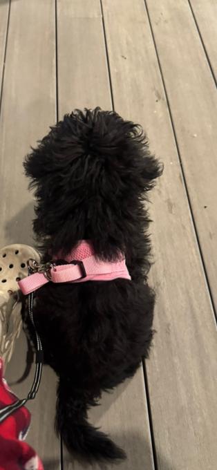 Toy Poodle