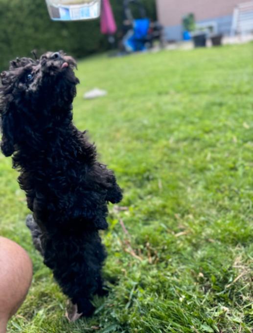 Toy Poodle