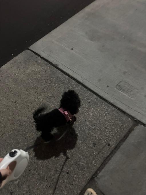 Toy Poodle