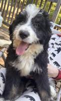 Bernedoodle