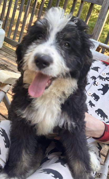 Bernedoodle