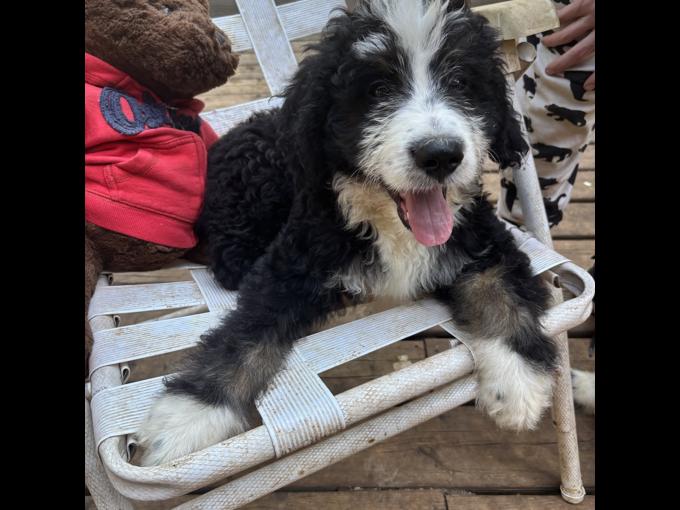 Bernedoodle
