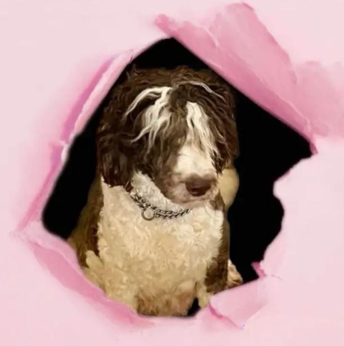 Bernedoodle