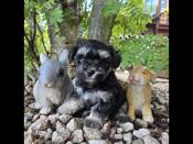 Maltipoo