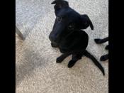 Labrador retriever