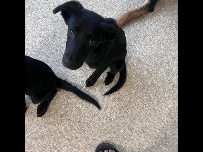 Labrador retriever