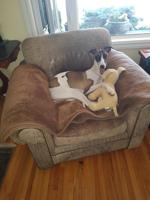 WHIPPET