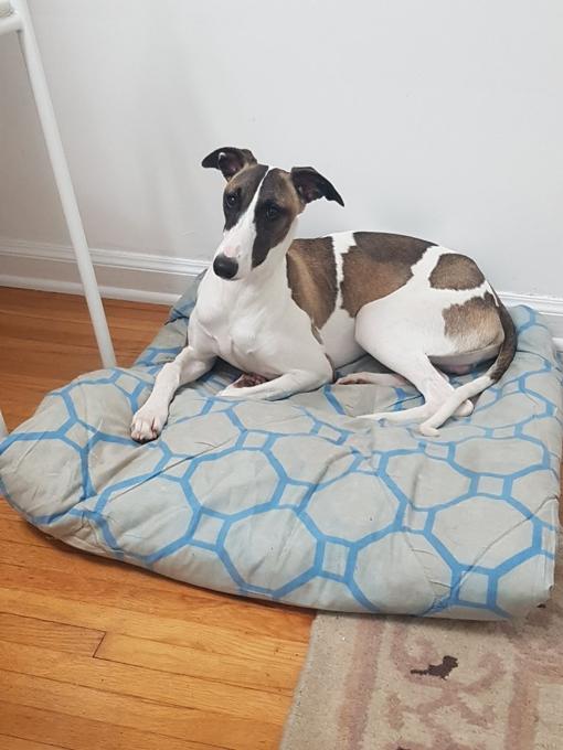 WHIPPET