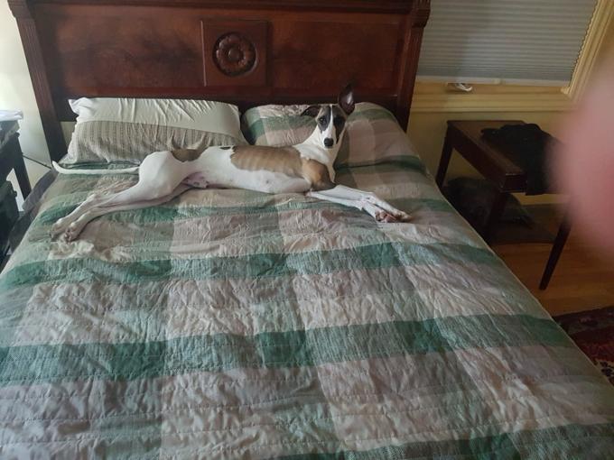 WHIPPET