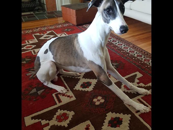 WHIPPET