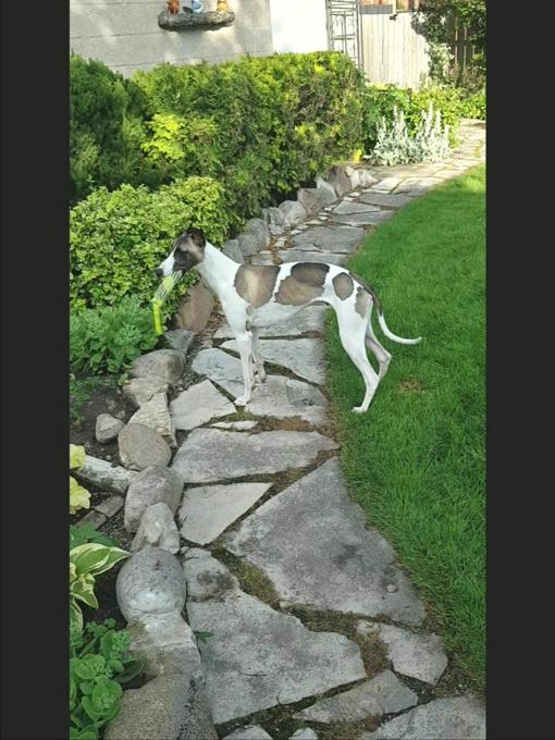 WHIPPET