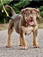 American Bully
