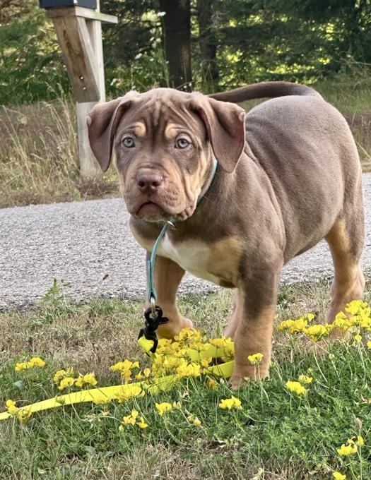 American Bully