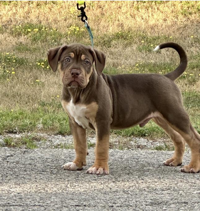 American Bully