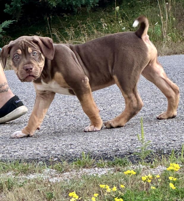 American Bully