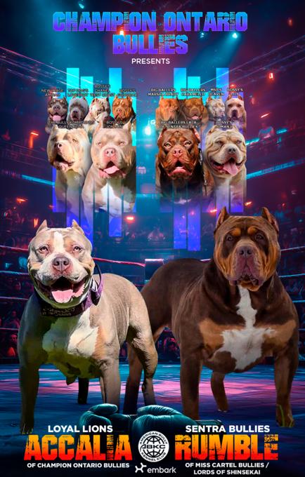 American Bully