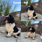 Springerdoodle