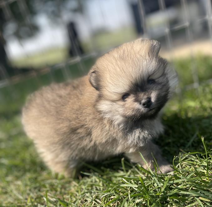 Pomeranian