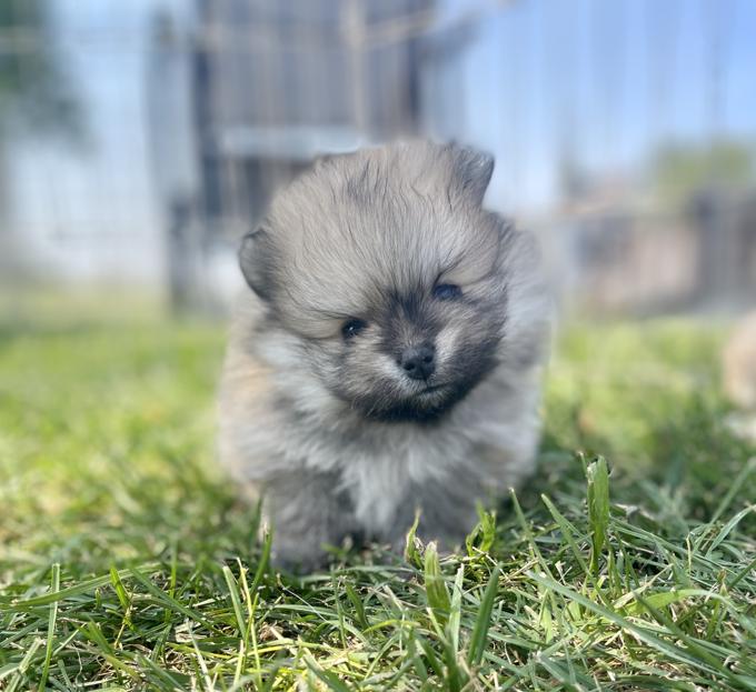 Pomeranian