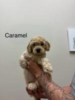 mom: shih tzu / poodle / bichon   dad: cocker spaniel / poodle