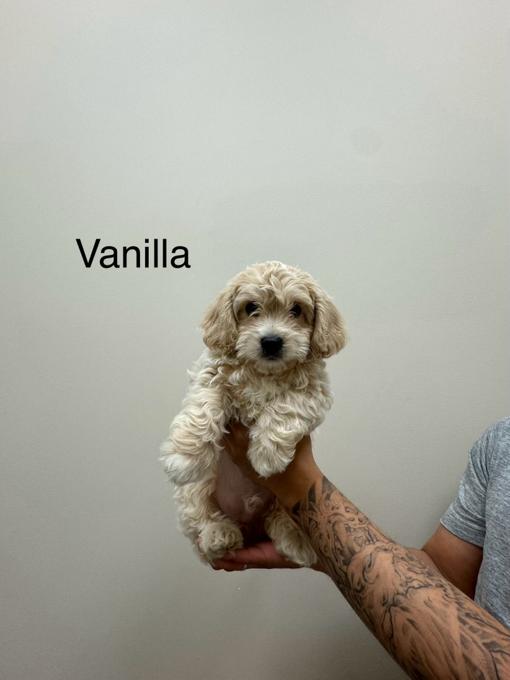mom: shih tzu / poodle / bichon   dad: cocker spaniel / poodle