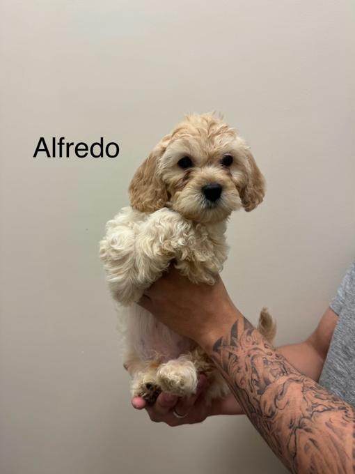 mom: shih tzu / poodle / bichon   dad: cocker spaniel / poodle