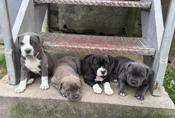 Cane corso and american bulldog