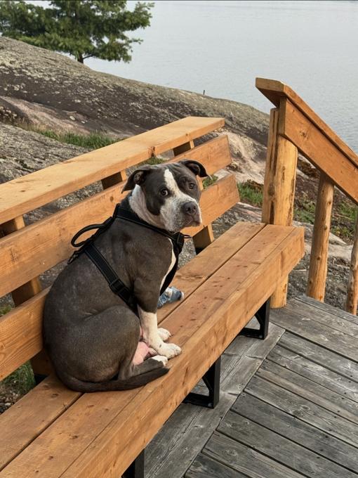 Cane corso and american bulldog