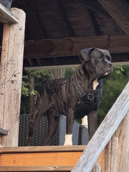 Cane corso and american bulldog