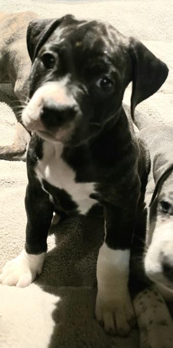 Cane corso and american bulldog