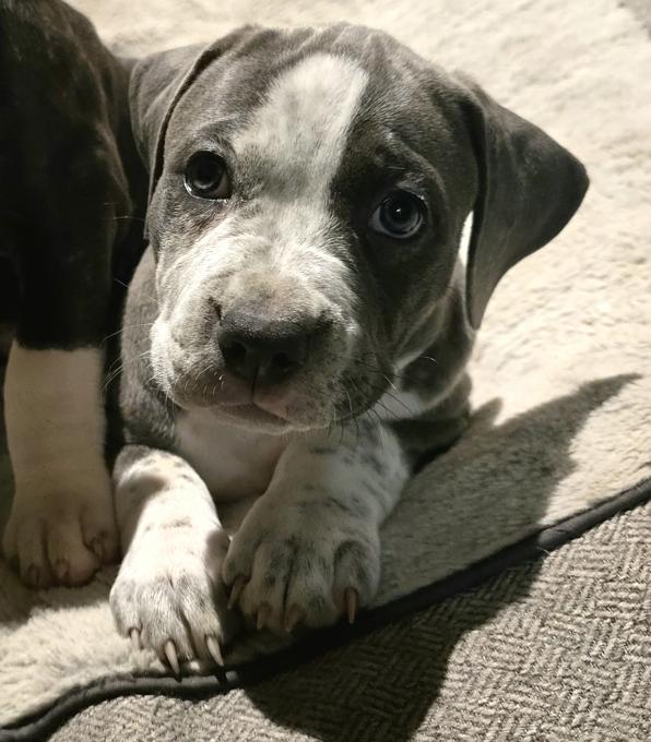 Cane corso and american bulldog