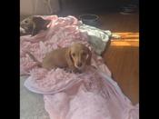 Dachshund
