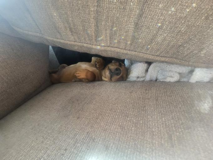 Dachshund