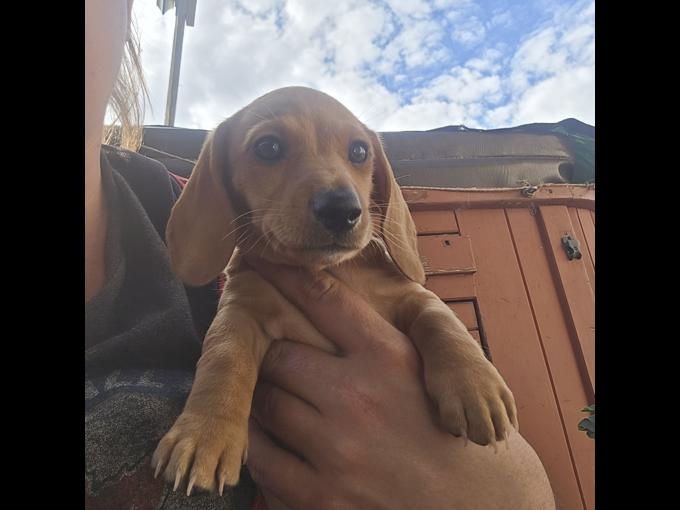 Dachshund