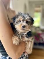 Morkie (Maltese x Yorkshire Terrier)