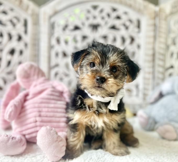 Morkie (Maltese x Yorkshire Terrier)