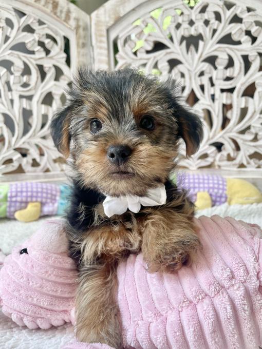 Morkie (Maltese x Yorkshire Terrier)