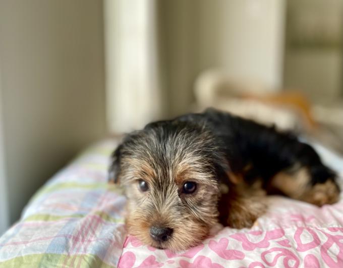 Morkie (Maltese x Yorkshire Terrier)