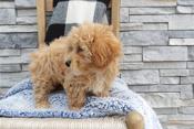 Maltipoo