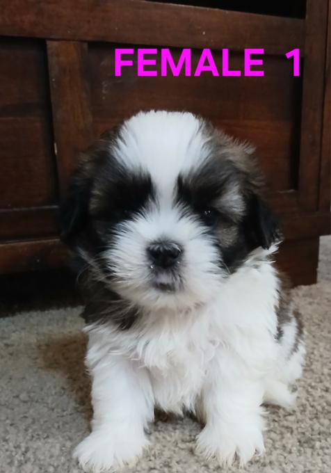 bichons shitzu