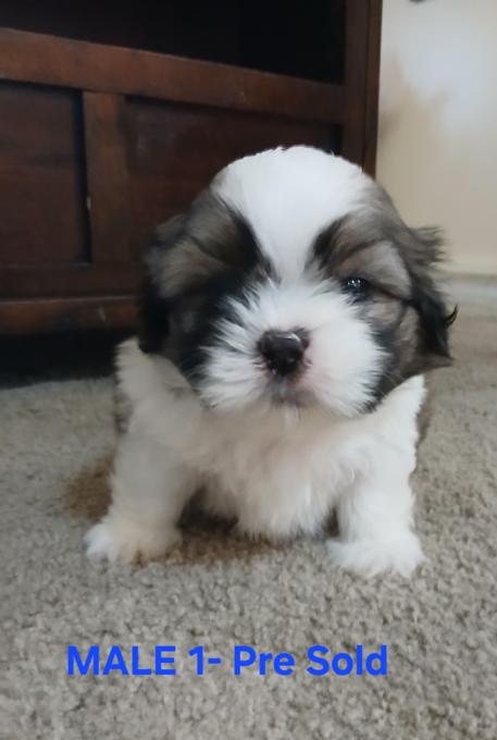 bichons shitzu