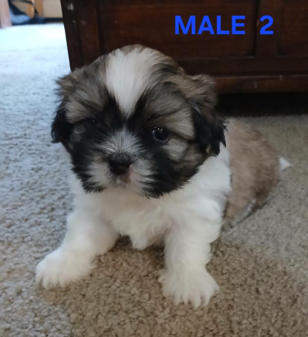 bichons shitzu