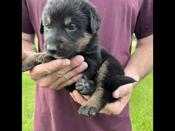 Bernese Mountain Dog x Greater Swiss x Neufoundlander mix