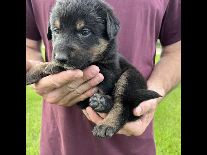 Bernese Mountain Dog x Greater Swiss x Neufoundlander mix