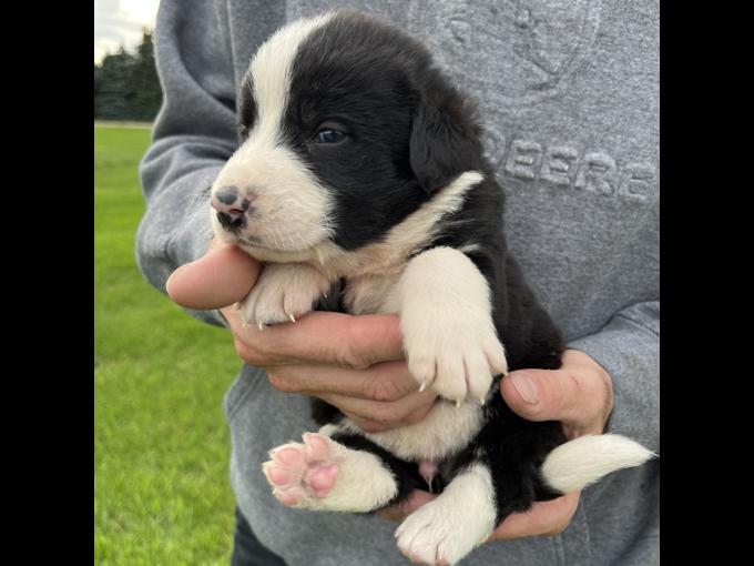 Bernese Mountain Dog x Greater Swiss x Neufoundlander mix