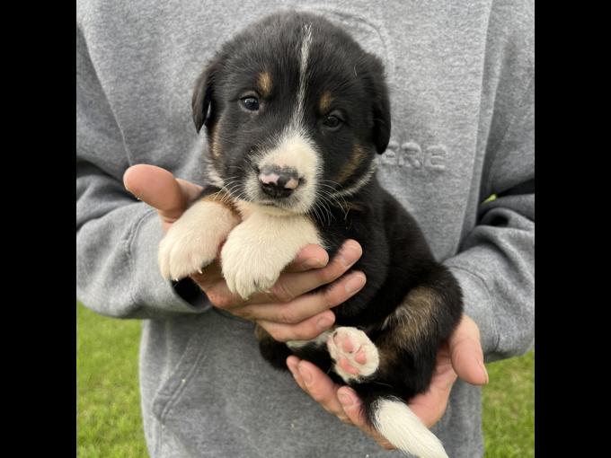 Bernese Mountain Dog x Greater Swiss x Neufoundlander mix
