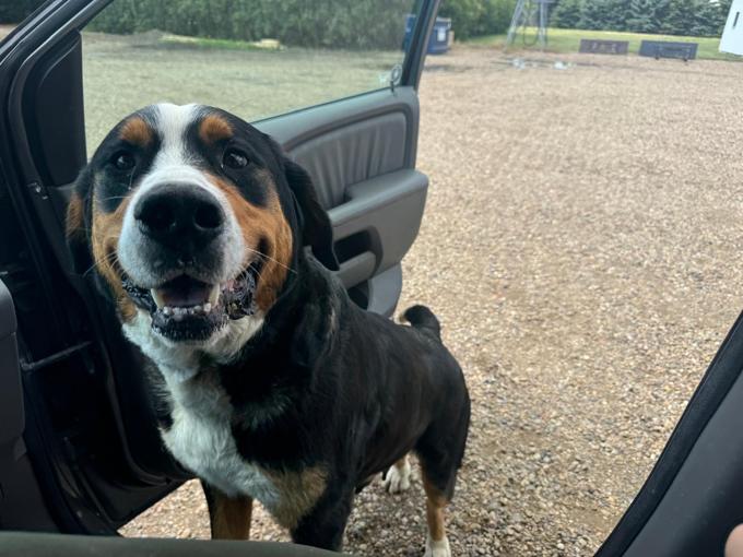 Bernese Mountain Dog x Greater Swiss x Neufoundlander mix