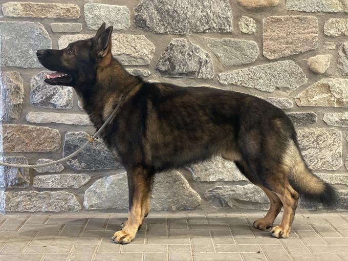 German Shepherd